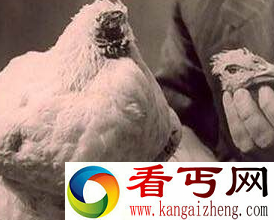 无头鸡竟活一年半