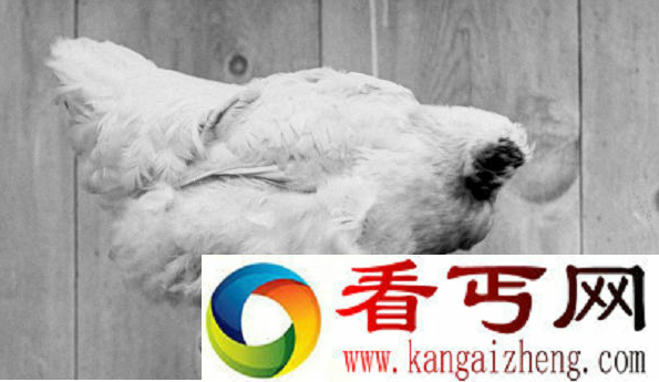 无头鸡竟活一年半