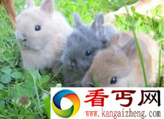 世界上的最小的兔子