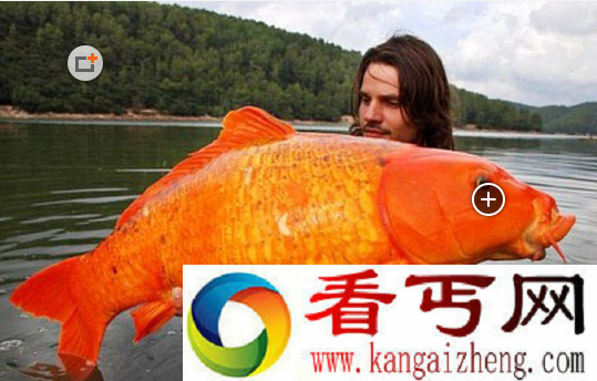 世界上钓到最大的金鱼