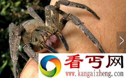 世界上毒性最强的蜘蛛