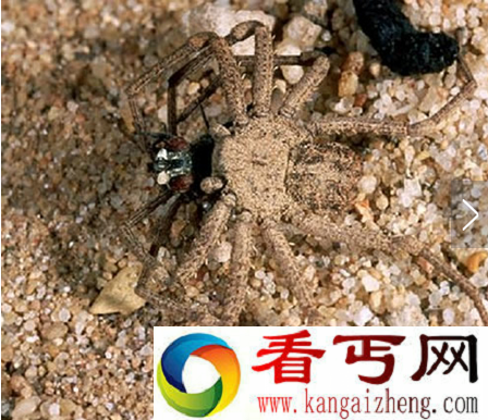 世界上毒性最强的蜘蛛