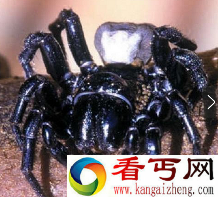 世界上毒性最强的蜘蛛