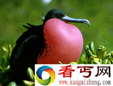 世界上飞得最快的鸟