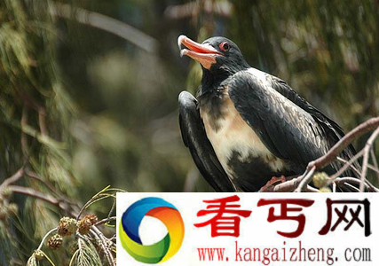 世界上飞得最快的鸟