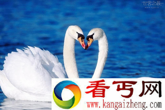 世界上飞的最高的动物