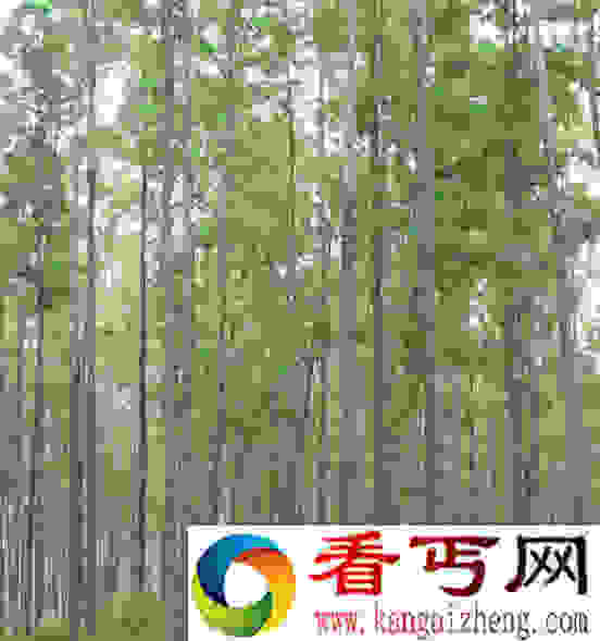 全世界最高的树