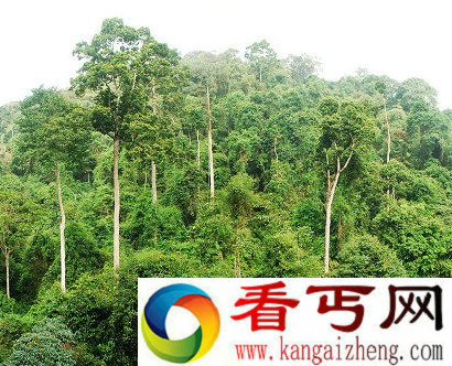 杏仁桉树