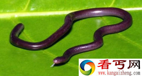 全世界最小的蛇