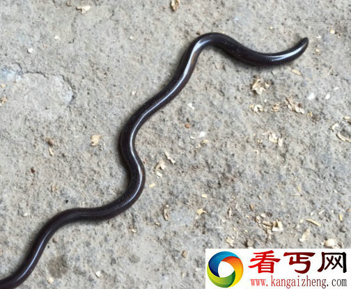 世界最小的蛇