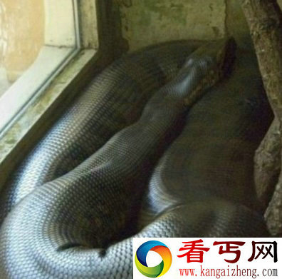 50米长的蛇