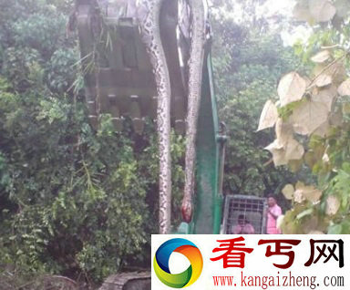 全世界最长的蛇