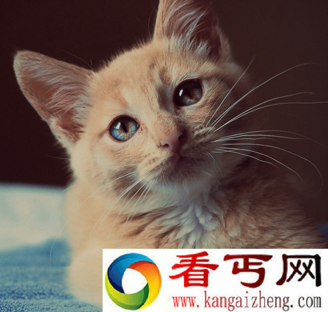 长寿的猫