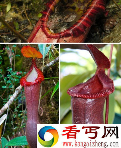 巨型猪笼草