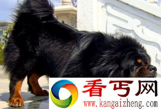 天价藏獒