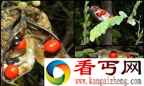 全世界最毒的植物相思豆
