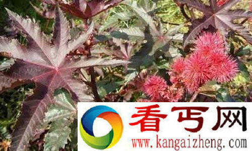 全世界最毒的植物蓖麻