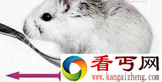 世界最小老鼠