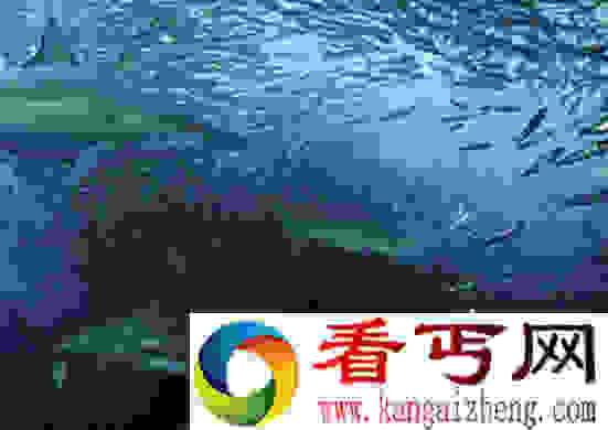 太平洋