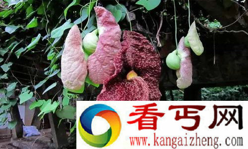 全世界最丑的花巨花马兜铃