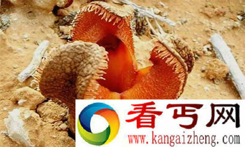 全世界最丑的花非洲白鹭花