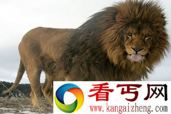 全世界最大的狮子巴巴里狮