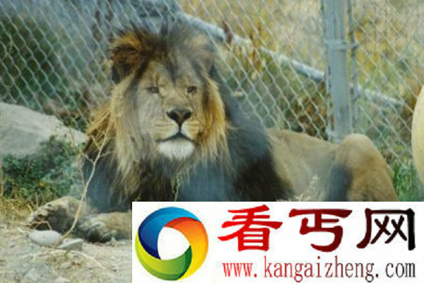 巴巴里狮已在野外灭绝