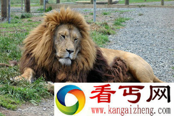 目前全世界残存的巴巴里狮不足100只