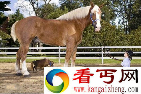 全世界最大的马夏尔马