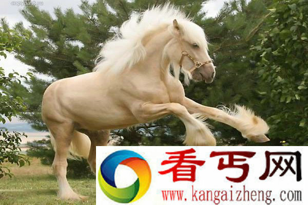 夏尔马的雄姿