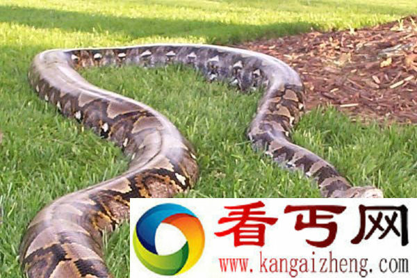 全世界最大的蟒蛇网纹蟒