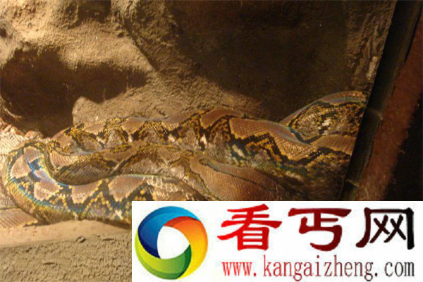 正在休息中的网纹蟒