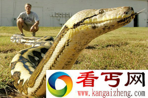 网纹蟒的性格一般比较温和