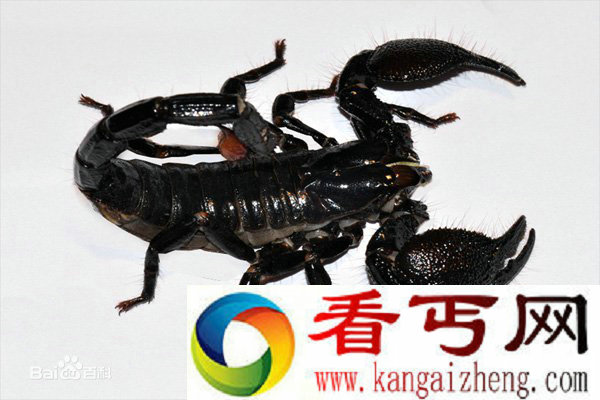 世界上最大的蝎子帝王蝎