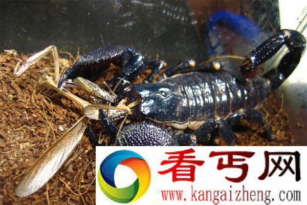 帝王蝎的成体身长一般在20厘米左右