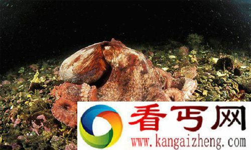 太平洋巨型章鱼的智商非常高