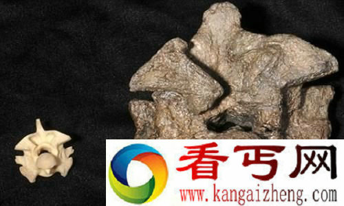 水莽的椎骨(左)与最新发现的蟒蛇化石椎骨(右)对比