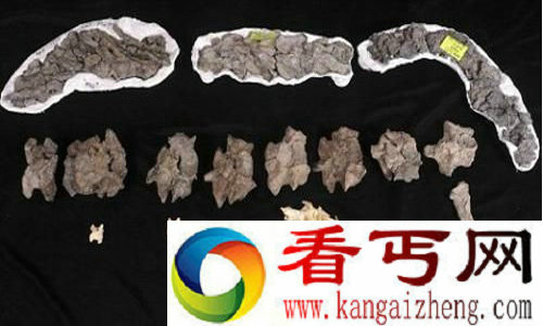 全世界发现最大的蛇化石