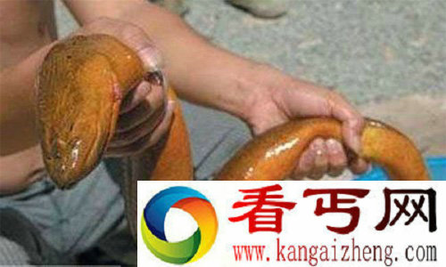 世界上最大的黄鳝竟有36斤