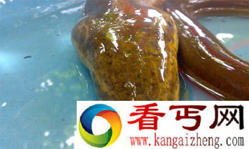 黄鳝姿态如同巨蟒