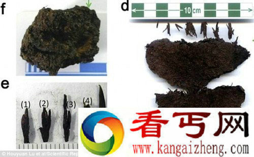 世界最古老茶叶汉景帝墓中出土 距今2150年
