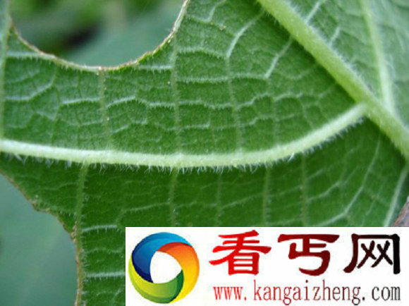 澳大利亚现世界最毒树金皮树