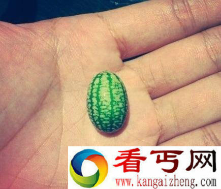 世界上最小西瓜仅有拇指大小 有延年益寿功效
