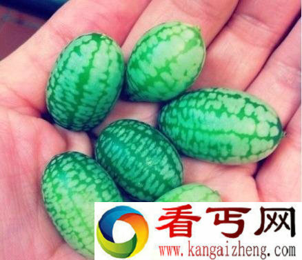 世界上最小西瓜仅有拇指大小 有延年益寿功效
