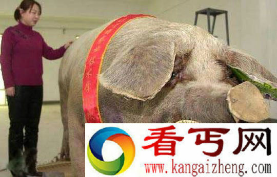 世界上最大的猪 900公斤在中国 图