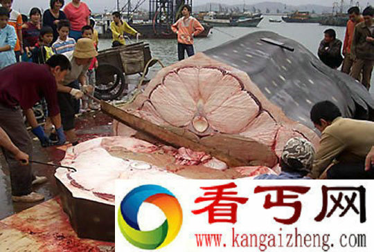 世界上被捕获的最大鲨鱼