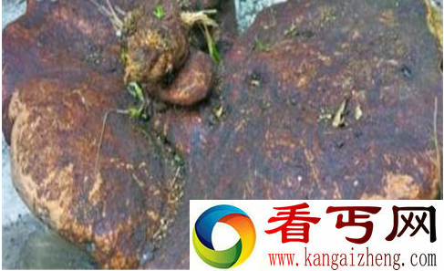巨型罕见野生罗锅底