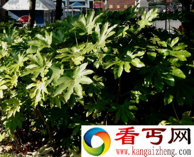 八角金盘