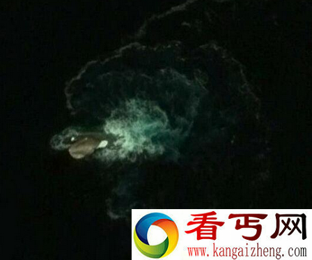 南极海岛惊现不明巨型生物