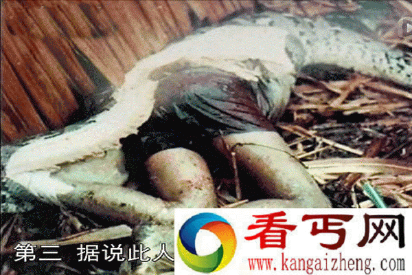 蟒蛇吃人事件